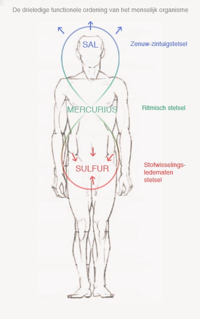 3ledige-mens