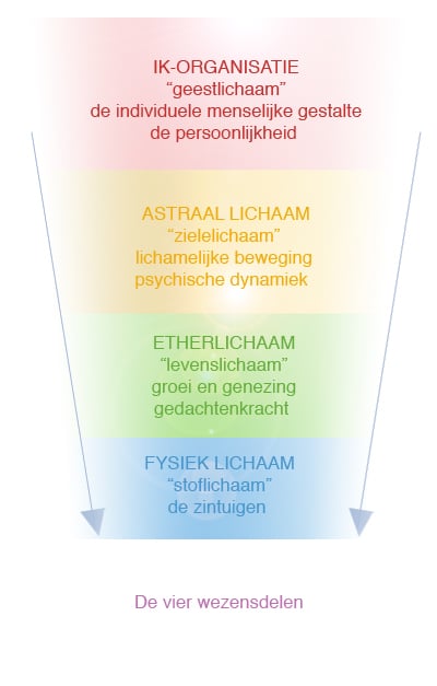 4-ledige mens