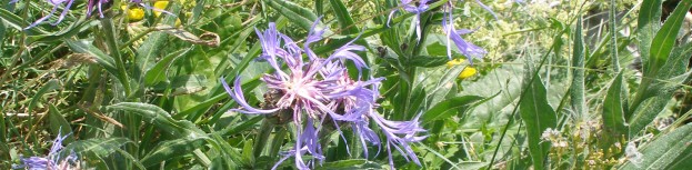 Centaurea montana